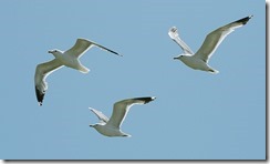 3669758377_10ce214bda